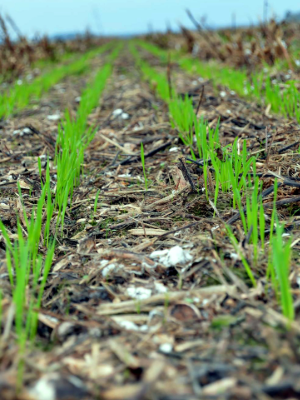 Cover Crops